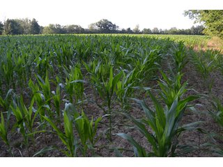 Property photo 39 - 64 Acre Farm Offered in 4 Tracts or in Combinations - Real Estate Auction